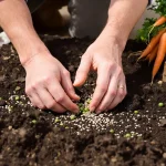 Ces deux légumes du potager se sèment avant fin avril : en mai, votre récolte est ratée