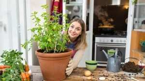 Elle remplace les cubes de bouillon en cuisine et se plante en pot à cette période précise