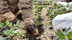 Jardinage : que faire au potager à la mi-avril, voici les travaux essentiels à ne pas oublier