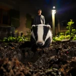 Un blaireau s’est installé dans mon jardin : comment j’ai réussi à lui faire comprendre de partir